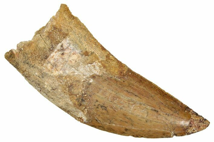 Bargain, Serrated, Carcharodontosaurus Tooth #270462
